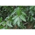 Green sserrated leaves