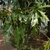 Green leaves