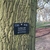 Dark brown fissured bark