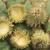 Bristly acorn cups