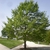 Form of a yound tree