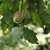 Capped acorns