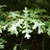 Green lobed leaves