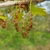 Male flowers as hanging catkins