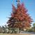 Fall Form