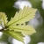 Underside of leaf