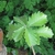 Lobed leaves
