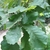 Lobed leaves