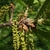Hanging yellow male catkins