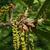 Male catkins