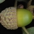 Side view of  a green immature acorn (Bastrop, TX)-Early Fall