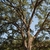 Trunk and branches (Bastrop, TX)-Early Fall