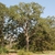 Tree form (Bastrop, TX)-Early Fall