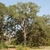 Tree form (Bastrop, TX)-Early Fall