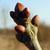 Terminal buds