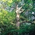 Trunk and branches of the tree