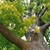 Branches and leaves