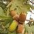 Acorn