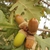 Capped acorn