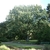 Form or a large oak