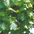 Lobed leaves