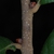 Stem buds (Horry County, SC)-Mid Fall