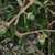 Immature green acorns (Horry County, SC)-Mid Fall