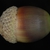 Side view of acorn (Horry County, SC)-Mid Fall