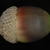 Side view of acorn (Horry County, SC)-Mid Fall