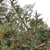 Branches and leaves (Horry County, SC)-Mid Fall
