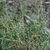 Branche and leavess  (Horry County, SC)-Mid Fall