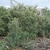 Shrub form of the plant