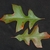 Both sides of the lobed leaves