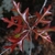 Reddish fall leaf color