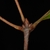 Stem end buds (Georgia, US)-Late Fall