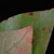 Pointed tips of leaves (Georgia, US)-Late Fall