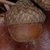 Side view of acorn (Georgia, US)-Late Fall