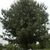 Tree form
