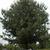 Form