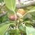 Acorn