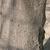 Bark