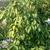 Shrub form