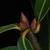 Cluster of terminal buds (Moore County, NC)-Early Fall