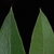 Front and back of leaf (Moore County, NC)-Early Fall