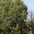 Form  of the tree (Moore County, NC)-Early Fall