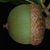 Side view of acorn (Moore County, NC)-Early Fall