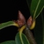 Cluster of terminal buds (Moore County, NC)-Early Fall