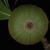 Bottom view of acorn (Moore County, NC)-Early Fall