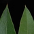 Front and back of leaf (Moore County, NC)-Early Fall