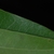 Entire margins of the leaf (Moore County, NC)-Early Fall